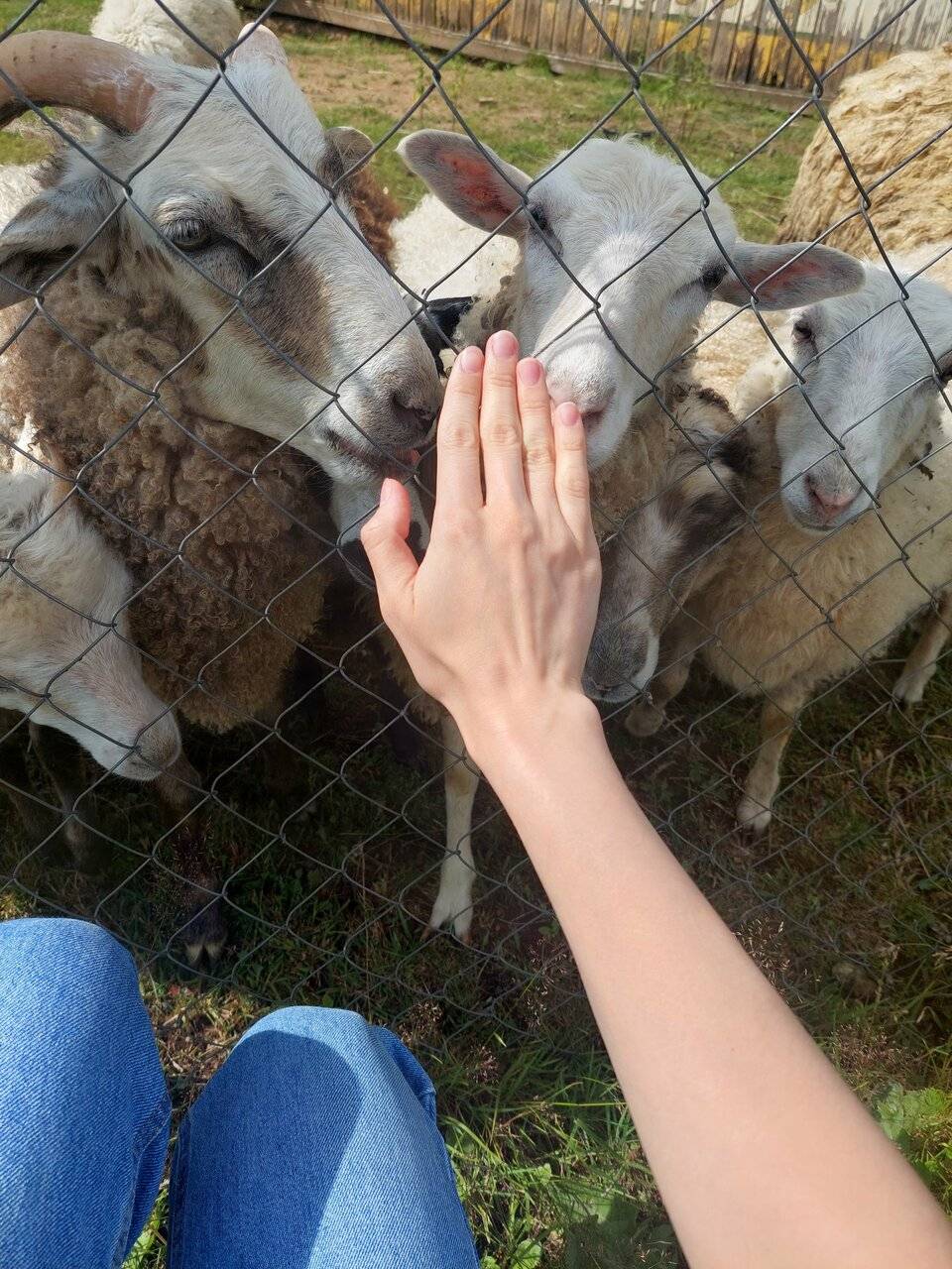 Фото Гостевого дома Усадьба Родное Ересино 63