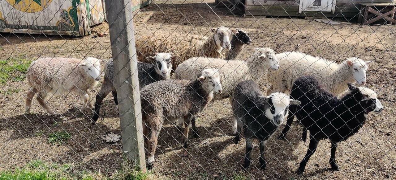 Фото Гостевого дома Усадьба Родное Ересино 64