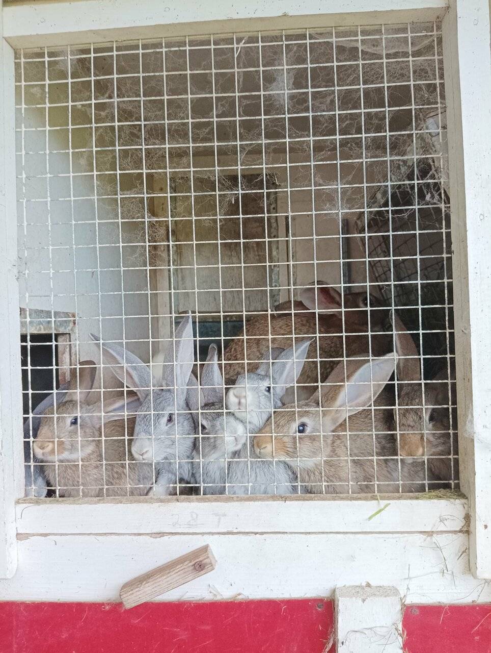 Фото Гостевого дома Усадьба Родное Ересино 65