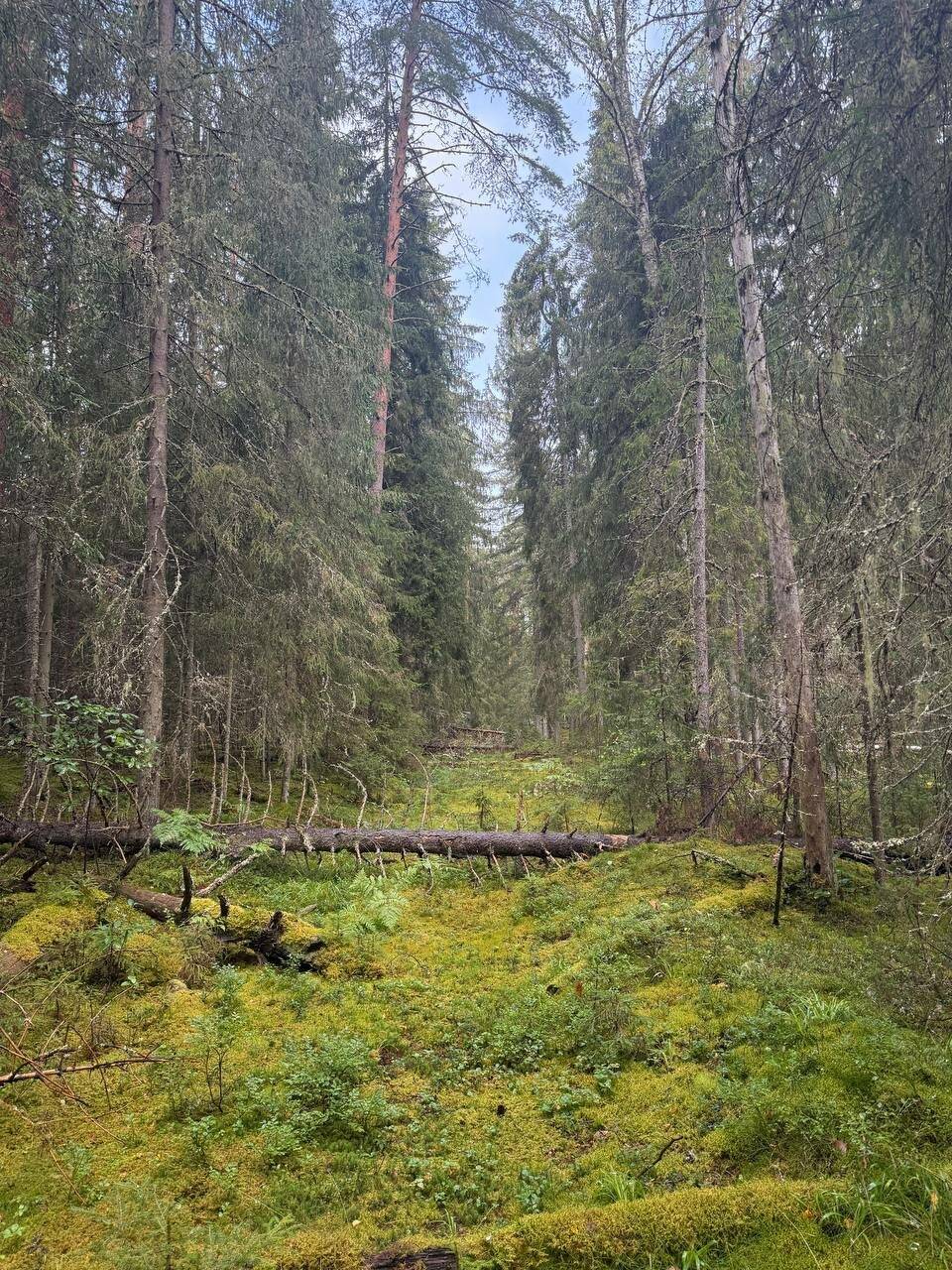 Фото Гостевого дома Усадьба Родное Ересино 189
